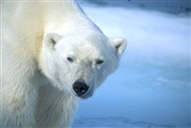 Svalbard Polar bear by Kristina Lind - Innovation Norway